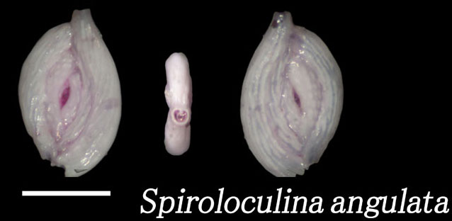 Spiroloculina angulata